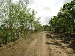 La moringa oleífera: recurso con muchas opciones