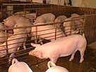 Pig Breeding Programme, Good Results in Camagüey