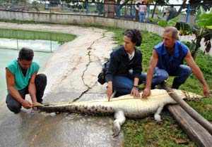 Camagüey gestiona sostenibilidad medioambiental en criadero de cocodrilos