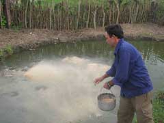 Fomentan cría artificial de peces en Vertientes 