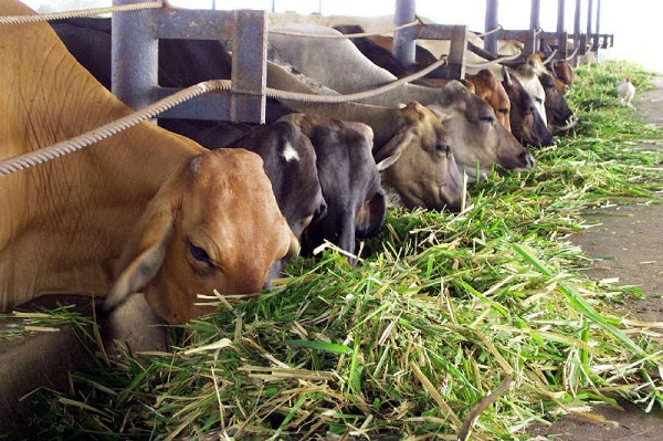 Realizan estudios en Camagüey sobre adaptación de plantas proteicas para el ganado