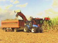 Cobra impulso cultivo de caña en tierras de Vertientes 