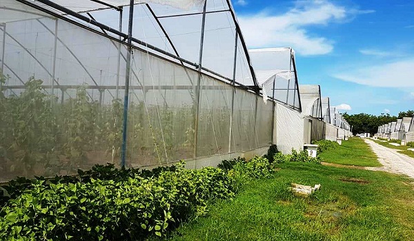 Casas de cultivo tapado en Las Flores.