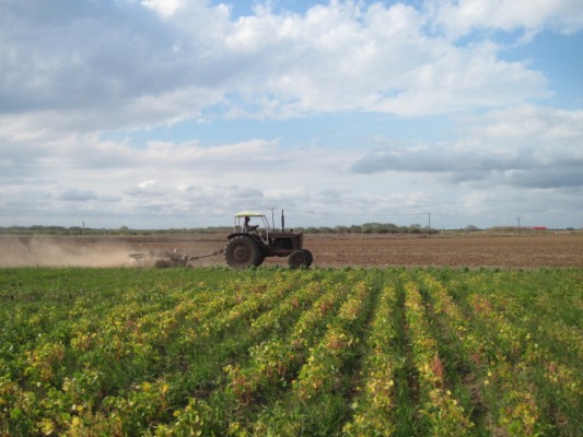 Garantizados en Camagüey recursos para la siembra de cultivos varios