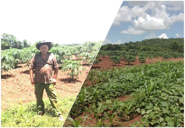 Sector agropecuario por fortalecer el programa de autoabastecimiento territorial (+ Audio)