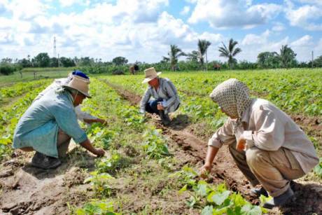 Reconocen en Cuba papel de mujeres incorporadas a labores agrícolas