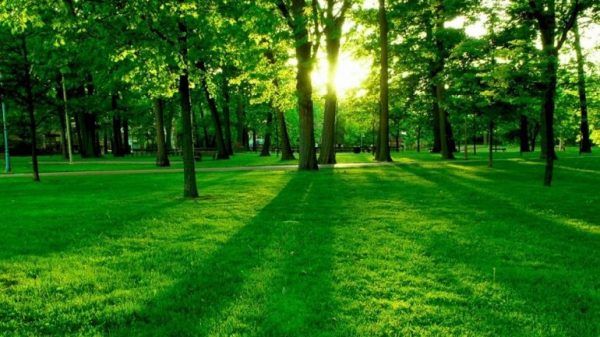 Según estudio, la Tierra tiene más bosques ahora que 35 años atrás