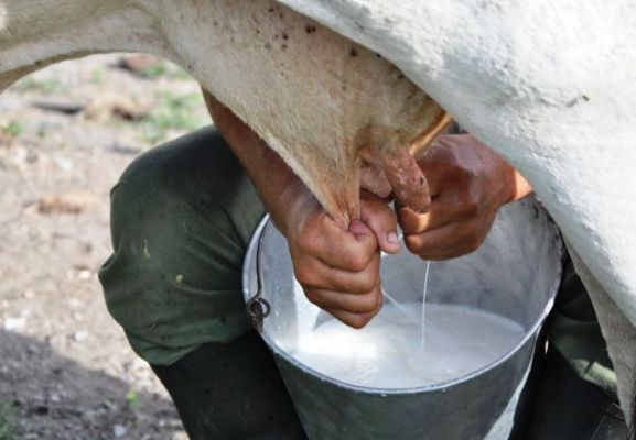 El millón de litros de leche entre los retos de ganaderos cubanos