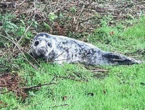 Hallan pequeña foca en un jardín a 6,5 kilómetros del mar