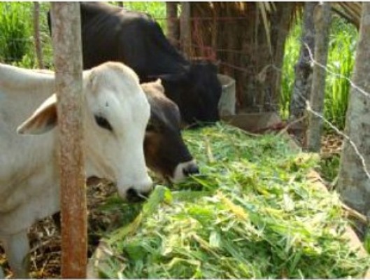 Titular cubano de Agricultura llama producir más alimento para el ganado