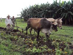 Incrementa Camagüey prácticas agroecológicas