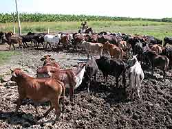 Camagüey asegura producción de leche y carne vacuna