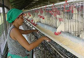 La Avicultura invierte para crecer en Camagüey