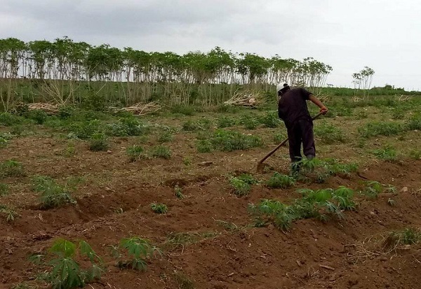 Evaluaron autoridades camagüeyanas marcha de la producción de alimentos en Najasa (+Post)