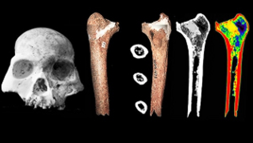 Descubren una especie humana distinta al Homo sapiens