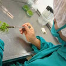 Crecerá producción de vitroplantas en Cuba
