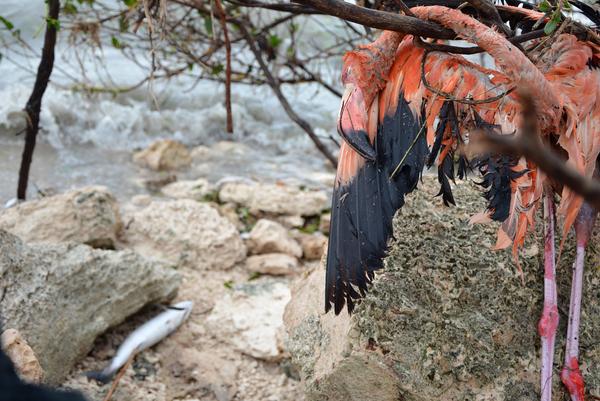 Severos daños en Jardines del Rey por azote de huracán Irma
