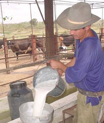 Crece contratación de los ganaderos camagüeyanos con industria láctea