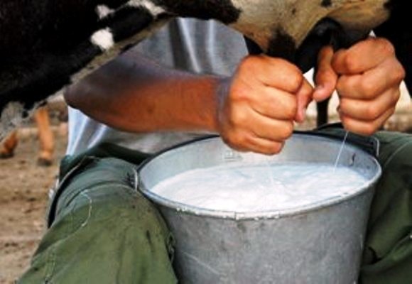Por ampliarse movimiento de unidades millonarias en la producción de leche desde Vertientes, Camagüey