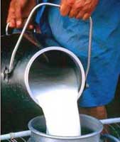 Cooperativa campesina de Camagüey alcanza el millón de litros de leche