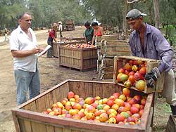 Fabricarán compotas y jugos de frutas en Santa Cruz del Sur