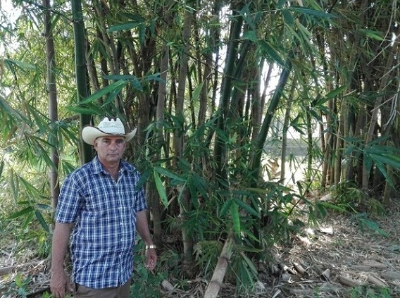 Positivos resultados de agricultura orgánica en finca camagüeyana dedicada a frutales (+ Fotos)