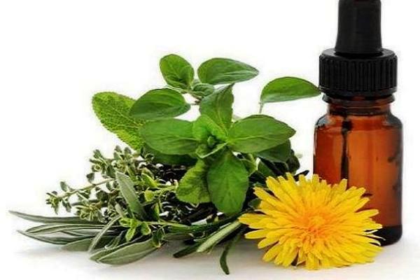 Camagüey implementará proyecto para el desarrollo de plantas medicinales