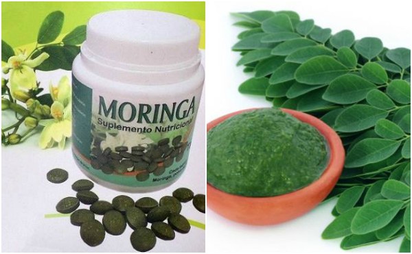Recomiendan especialistas incluir la moringa como alimento para humanos