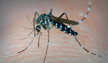 En alerta EE.UU. por propagación de mosquito Aedes aegypti