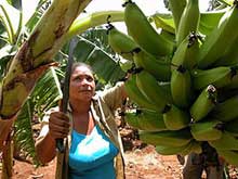 Camagüeyanas aportan a la producción de alimentos