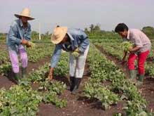 Cubanas más vinculadas a la producción de alimentos