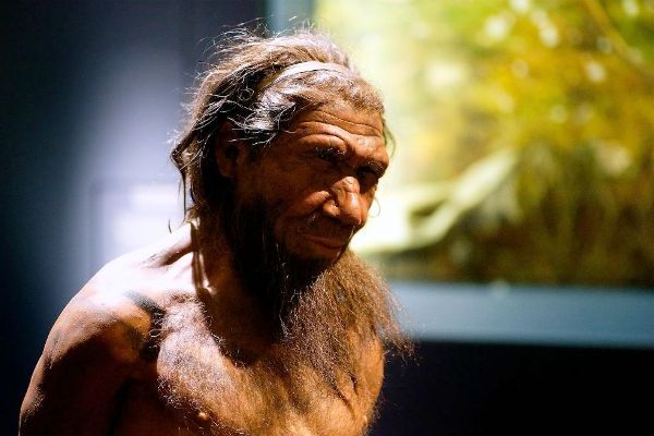 Planean expertos “cultivar” el cerebro de un neandertal