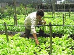 Aris’ Backyard: A Semi-urban Vegetable Garden of Excellence 