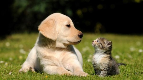 Demuestra estudio que los perros son más inteligentes que los gatos