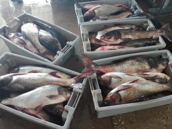 PESCACAM: en busca de la eficiencia y la sostenibilidad pesquera