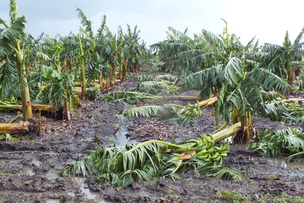 Platanales derribados por Irma en áreas de autobastecimiento de la esfera azucarera.