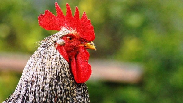 Avanza la Medicina regenerativa al cruzar células humanas con embriones de pollo