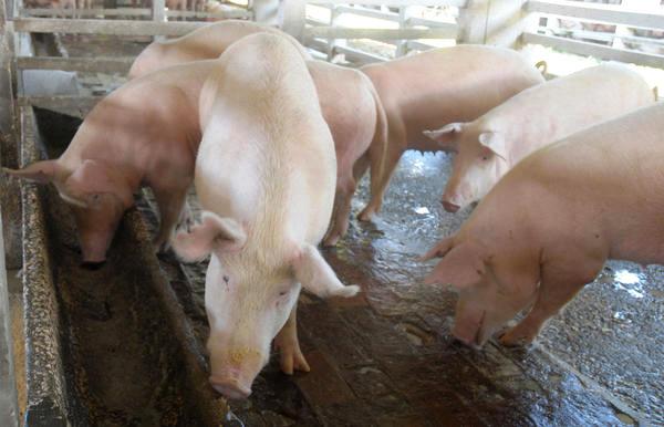 Producciones porcinas superan resultados en Camagüey