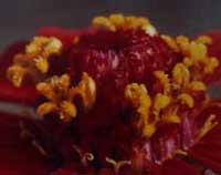 Premian en Camagüey concurso de fotografía Bioencuadre