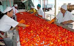 Asumen agricultores camagüeyanos producción de tomate para la industria