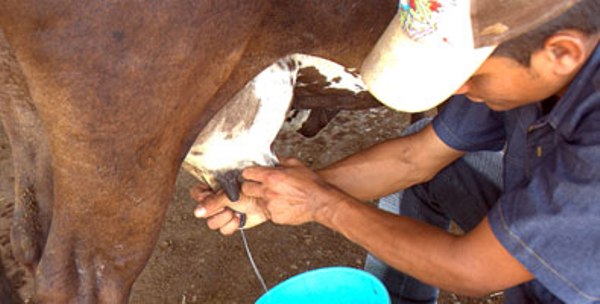 Cooperativa de Jimaguayú llega primero al millón de litros de leche