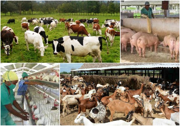 Propone Cuba  intercambiar experiencias en foro mundial sobre producción animal