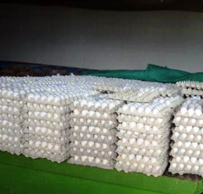 Producción de huevos se mantiene estable en la provincia de Camagüey. 