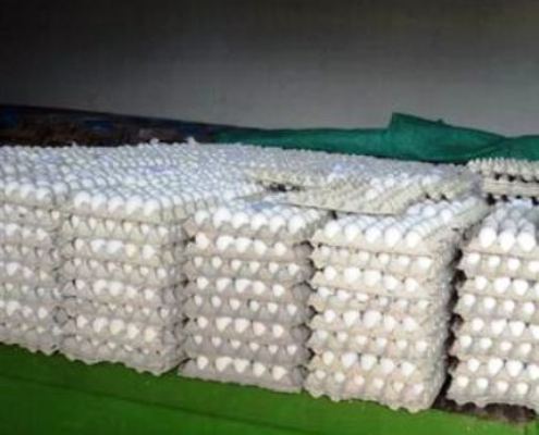 Recuperación de la Avicultura: distribuyen en Camagüey huevos de la canasta familiar