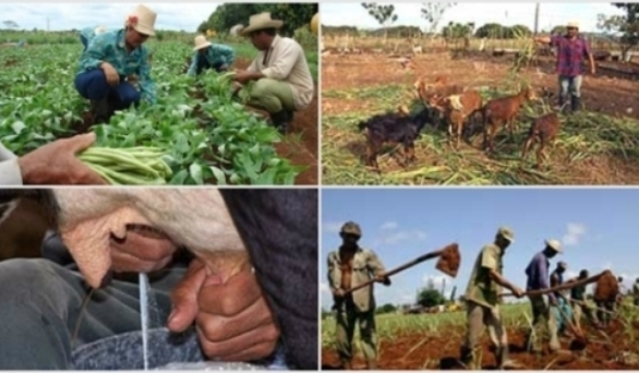 Camagüey por el desarrollo agroecológico para la seguridad alimentaria