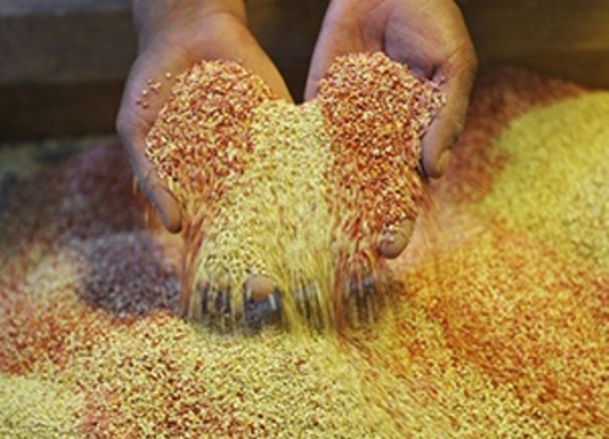 Descifran el genoma de la quinoa, alimento rico en nutrientes