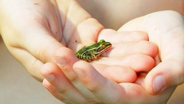 Descubren tres especies de ranas diminutas en los Andes peruanos
