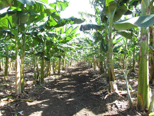 Polos productivos camagüeyanos se recuperan para aportar más alimentos (+Fotos)