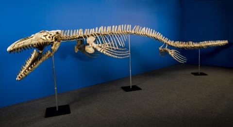 Hallan Restos Fosiles De Un Mosasaurio En Chile