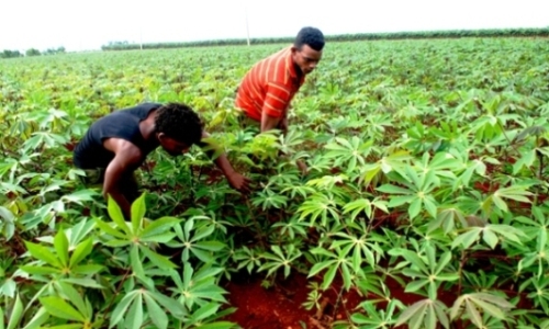 Campesinos camagüeyanos extienden prácticas agroecológicas en cooperativas
